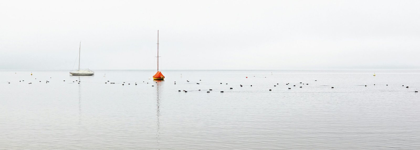 birds on body of water during daytime